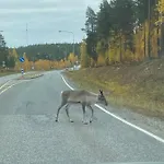 Levillas Levin Tuulahdus Lägenhet *